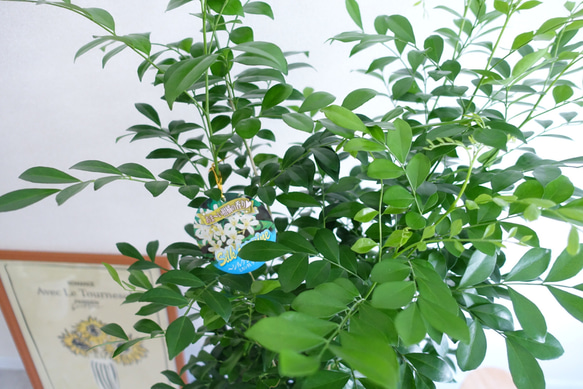 女性に人気♡ シルクジャスミン　観葉植物　室内　大型　〈ウンベラータ　エバーフレッシュ　フィカス　〉 5枚目の画像