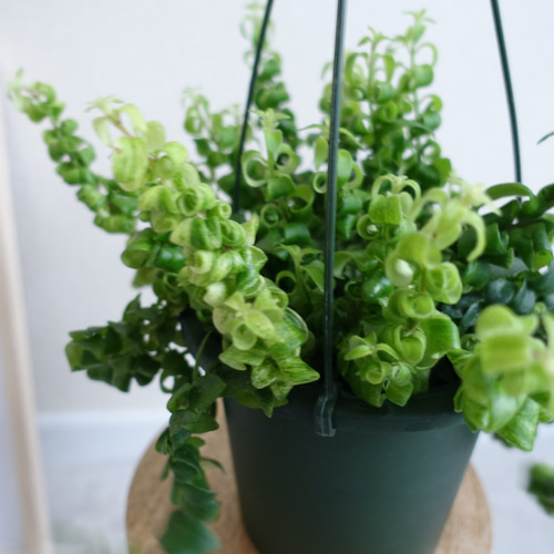 ［現品］R4 エスキナンサス　サンライズ　斑入り　5号　観葉植物　吊り下げ 現品］R4 エスキナンサス サンライズ 斑入り 5号 観葉植物 室内