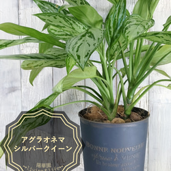 ビカクシダ ビーチィー コルク壁掛け 観葉植物 その他インテリア雑貨