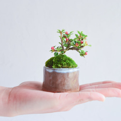 ❁︎開花中❁︎涼風(すずかぜ)さん  ベニシタン　ミニ盆栽　自作鉢 1枚目の画像