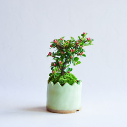 ❁︎実に変化中❁︎まるさん  ベニシタン　ミニ盆栽　自作鉢 2枚目の画像