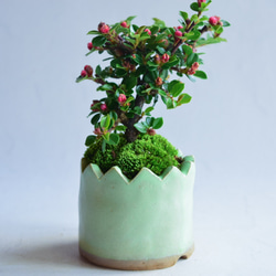 ❁︎実に変化中❁︎まるさん  ベニシタン　ミニ盆栽　自作鉢 3枚目の画像