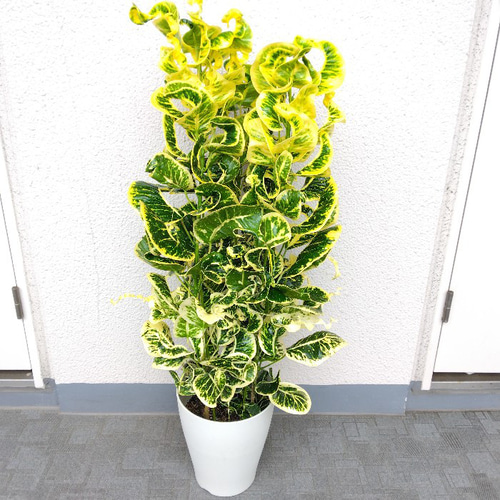 クロトン10本セット約110cm