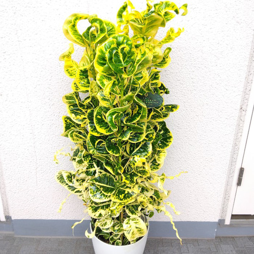 送料無料・一部地域除く】【現品】珍しい クロトン・カール 南国