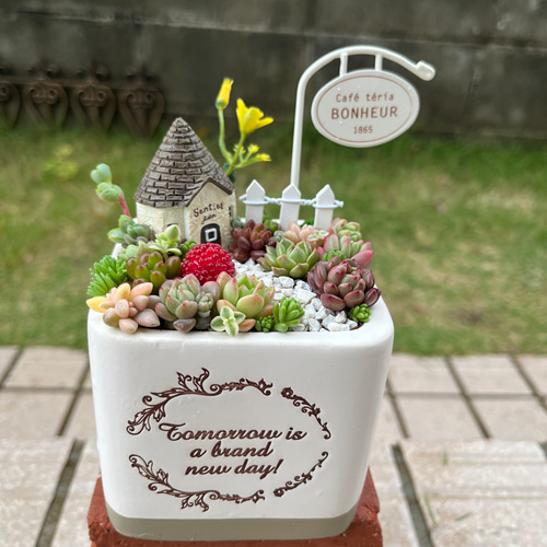 多肉植物の寄せ植え♡ナチュラルガーデン♡コレクションBOX♡そのまま飾れる