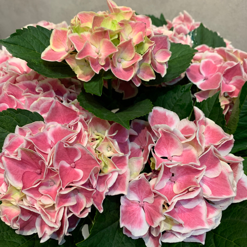 希少❗️アジサイ❤️ピルニッツ 5号鉢 多肉植物 Garden_couleur