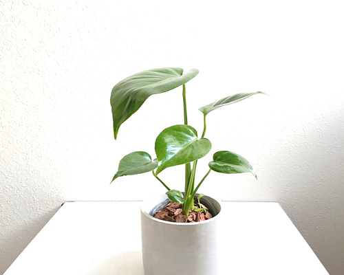 06044216c7c38f5ebef7dbd3aeff5b