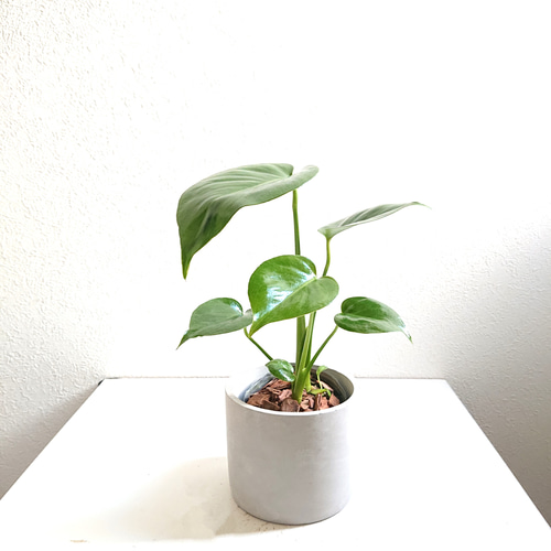 ○数量限定○新作○ ハートの葉 ”モンステラ 鉢/受け皿セット