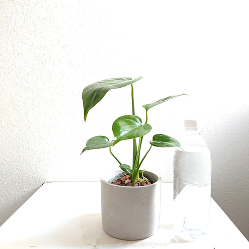 今だけ値下げ 福助 モンステラ 鉢ごと発送 福助 モンステラ 鉢ごと発送