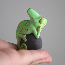 岩石上的鳳頭變色龍 第7張的照片