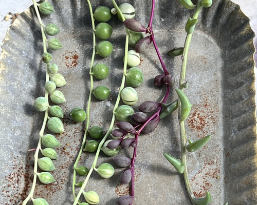 多肉植物^o^ カット苗5種セット+アーモンドネックレスetc. 多肉植物