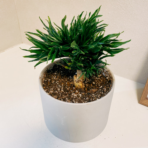 現品］【希少】ドラセナ コンパクタ 綴化 石化 観葉植物 レア 室内