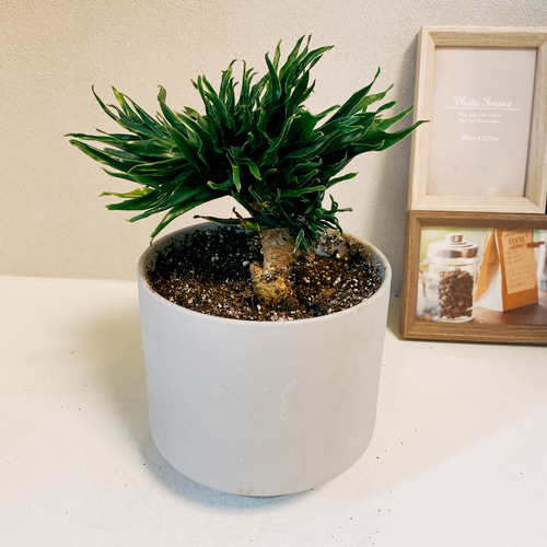 気まぐれ値引き(T-T)21800→16000 ドラセナ　コンパクタ　獅化　綴化 気まぐれ値引き(T-T)21800→16000 ドラセナ コンパクタ 獅化 綴