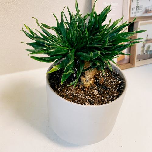 現品］【希少】ドラセナ コンパクタ 綴化 石化 観葉植物 レア