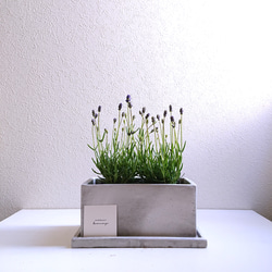 ユーカリ グニー アンティーク風テラコッタ鉢植え 苗 盆栽 fleurir