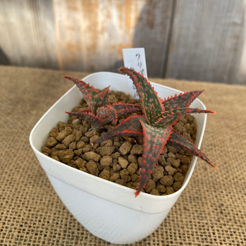 アロエ クリスマスキャロル 多肉植物 アルファガーデン 通販 15825329