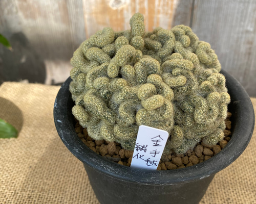 ぽ　　手毬⭐︎76個 Amazon | 手毬猫の店 てまり「分割模様」 手まり 手鞠 手毬 (10cm