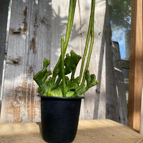 ユーフォルビア オンコクラータ錦 綴化 多肉植物 アルファガーデン