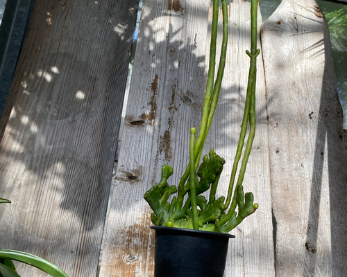 e06bd310a2a4c3fcb038eacb4f1446