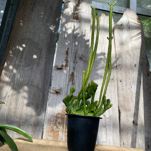 ユーフォルビア オンコクラータ錦 綴化 多肉植物 アルファガーデン