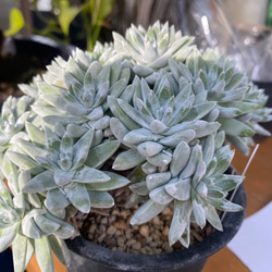 ダドレア グリーニー ホワイトフォーム 多肉植物 アルファガーデン