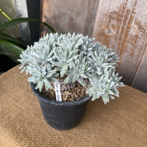 [同梱¥1180]ダドレアホワイトグリーニー　多肉　ゆうパケポスト又はmini 同梱¥1180]ダドレアホワイトグリーニー 多肉 ゆうパケポスト又はmini