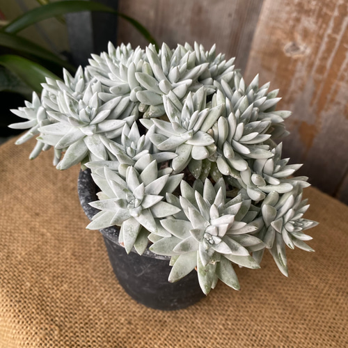 ダドレア グリーニー ホワイトフォーム 多肉植物 アルファガーデン