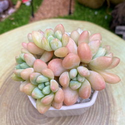 新品種高級苗】超人気 ストロベリーアーモンド 多肉植物 厳選