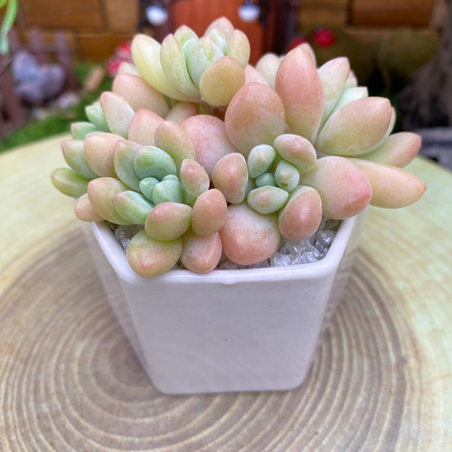 多肉植物【アップルベイビー】群生 韓国輸入苗 重た