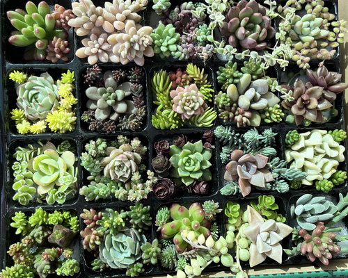 SOLD 多肉植物 寄せ植えセット カット苗 多肉植物 〜Green〜多肉 SOLD 多肉植物 寄せ植えセット カット苗 多肉植物 〜Green〜多肉