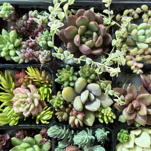 SOLD 多肉植物 寄せ植えセット カット苗 多肉植物 〜Green〜多肉