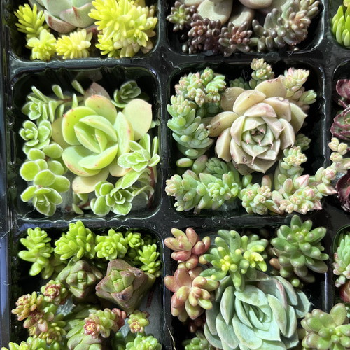 SOLD 多肉植物 寄せ植えセット カット苗 多肉植物 〜Green〜多肉 SOLD 多肉植物 寄せ植えセット カット苗 多肉植物 〜Green〜多肉
