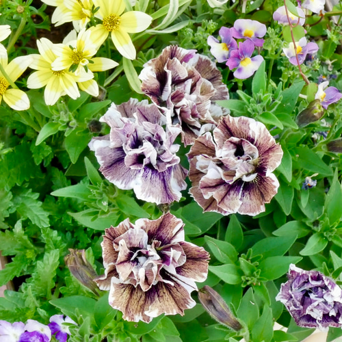 ため息が出る美しさ ペチュニア ジュリエット モダンホワイト