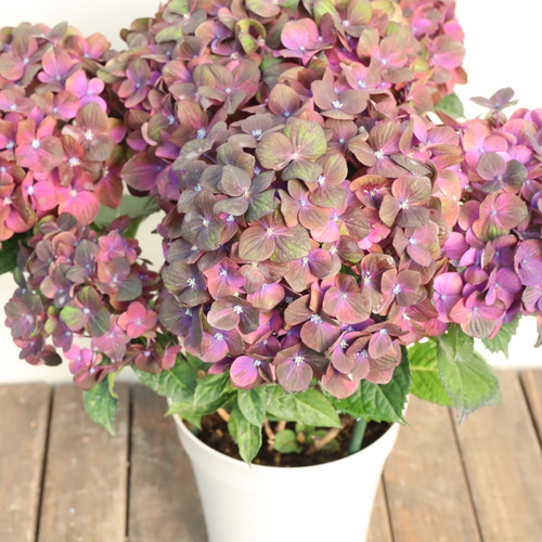 アジサイ♪マジカルチョコレート♪色の変化を楽しめる♪ハイドラ