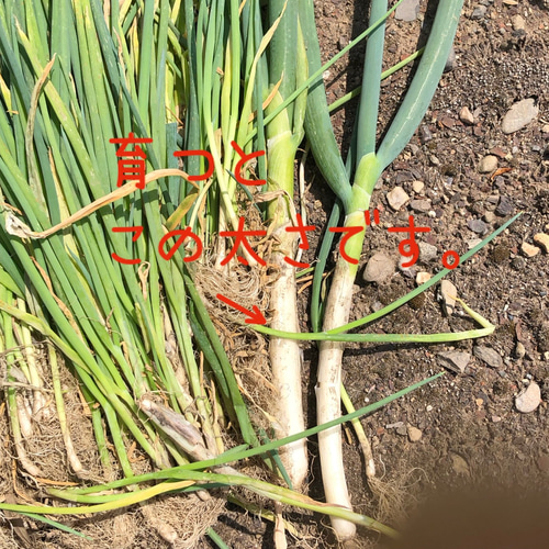 限定】長ネギ 苗 250株 ねぎ苗 葱 (発送方法で葉先のカットあり 限定】長ネギ 苗 250株 ねぎ苗 葱 (発送方法で葉先のカットあり