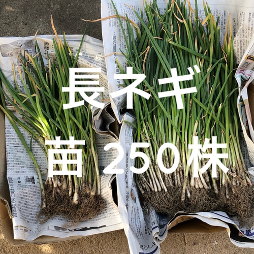 ネギ苗ぼうずしらず　200本セット！ながねぎ ネギ苗 長ネギぼうずしらず 200本セット！ （坊主不知(ぼうず