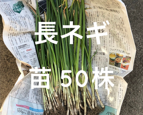61AwOItM8tL._AC_UF350,