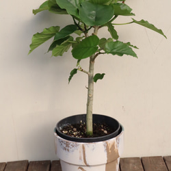 フィカス　ウンベラータ＊人気の観葉植物＊ハート形の葉＊贈り物にも＊ 4枚目の画像