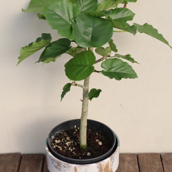 フィカス　ウンベラータ＊人気の観葉植物＊ハート形の葉＊贈り物にも＊ 3枚目の画像