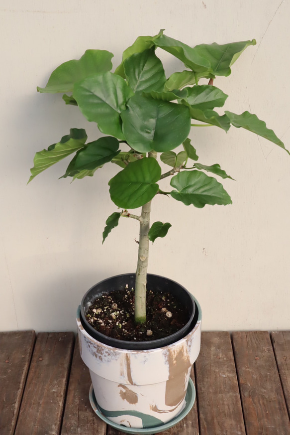 フィカス　ウンベラータ＊人気の観葉植物＊ハート形の葉＊贈り物にも＊ 3枚目の画像