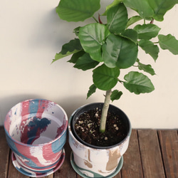 フィカス　ウンベラータ＊人気の観葉植物＊ハート形の葉＊贈り物にも＊ 6枚目の画像