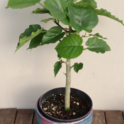 フィカス　ウンベラータ＊人気の観葉植物＊ハート形の葉＊贈り物にも＊ 5枚目の画像