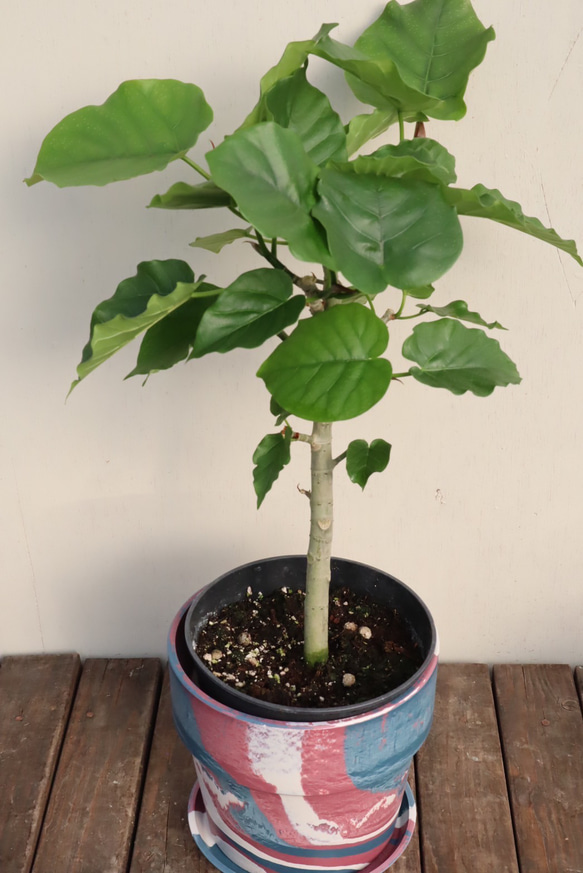 フィカス　ウンベラータ＊人気の観葉植物＊ハート形の葉＊贈り物にも＊ 5枚目の画像