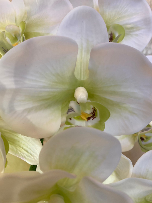 光触媒　人工観葉植物　ウォールグリーン　フェイクグリーン　フラワー　ハンドメイド　リアル胡蝶蘭70hg 5枚目の画像