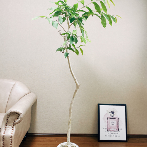 現品］【希少】アマゾンオリーブ 観葉植物 レア 大型 室内 珍しい プラ
