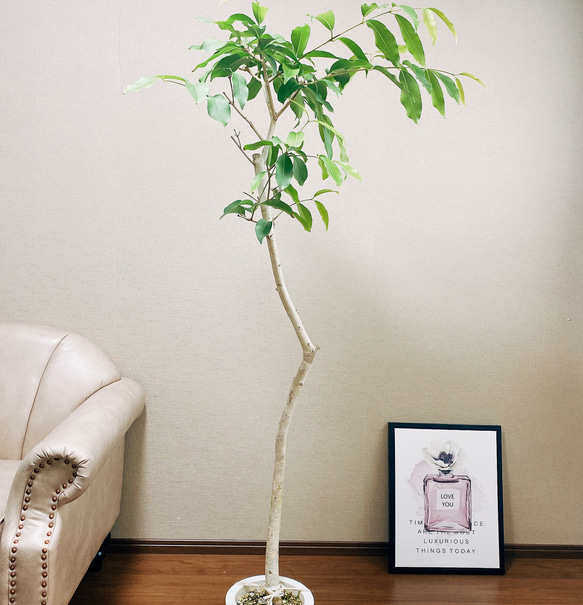 現品］【希少】アマゾンオリーブ 観葉植物 レア 大型 室内
