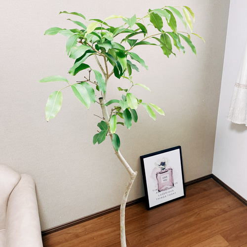 現品］【希少】アマゾンオリーブ 観葉植物 レア 大型 室内 珍しい プラ