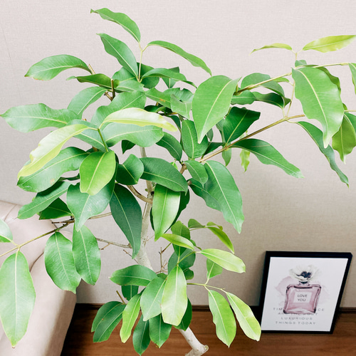 現品］【希少】アマゾンオリーブ 観葉植物 レア 大型 室内 珍しい プラ