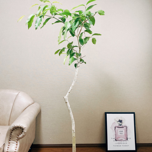 現品］【希少】アマゾンオリーブ 観葉植物 レア 大型 室内 珍しい プラ