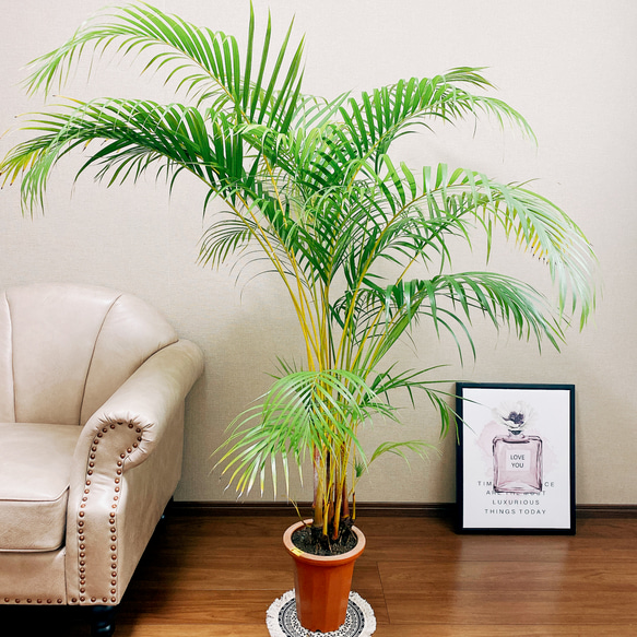 アレカヤシ。大型。観葉植物。鉢ごと無料で発送致します。 Amazon｜花のギフト社 アレカヤシ 観葉植物 本物 大型 ヤシ 7号